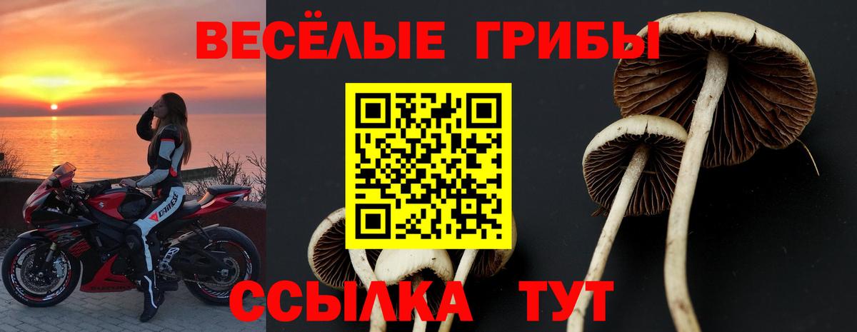 Галлюциногенные грибы Psilocybe Можайск